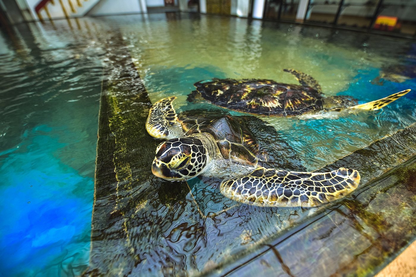 turtle hatchery conservation